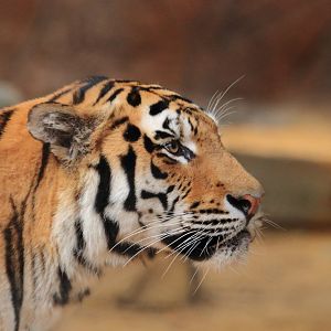 Siberian tiger (July 2020)