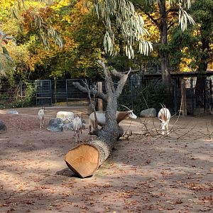 Scimitar horned oryx herd