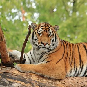 Siberian tiger (July 2020)