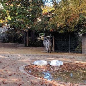 African dry Savannah Enclosure
