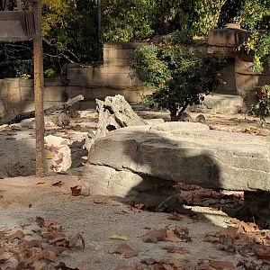 Slender Tailed meerkat Enclosure