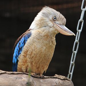 Blue-winged kookaburra (July 2020)