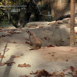Slender Tailed meerkat