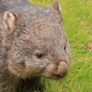 Common wombat (July 2020)