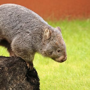 Common wombat (July 2020)