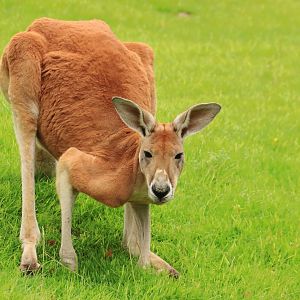 Red kangaroo (July 2020)