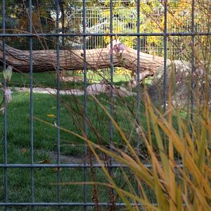 African Cheetah Enclosure