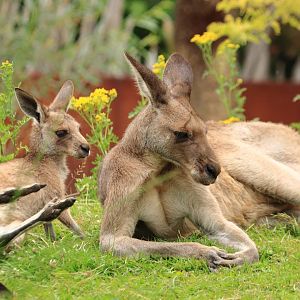 Red kangaroo (July 2020)