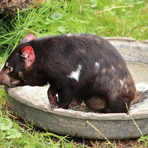 Tasmanian devil (July 2020)