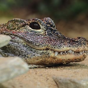 China alligator (July 2020)