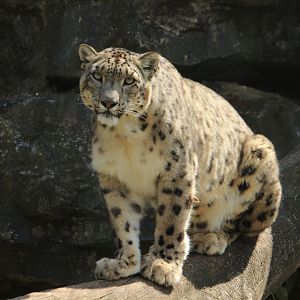 Snow leopard (July 2020)