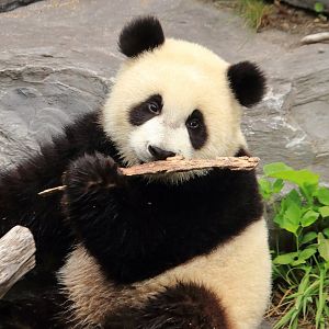 Giant panda (July 2020)
