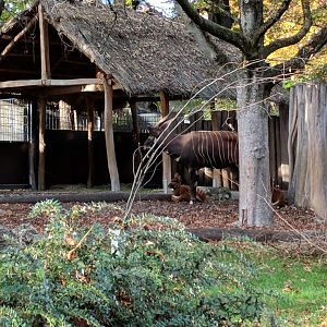 Eastern Bongo and kirks dik dik Enclosure