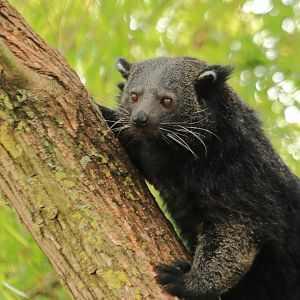 Binturong (July 2020)