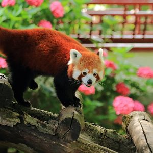 Red panda (July 2020)