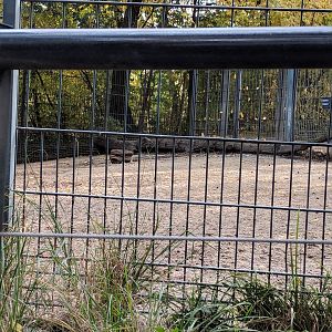 South Amerika Enclosure