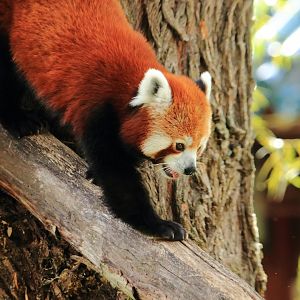 Red panda (July 2020)