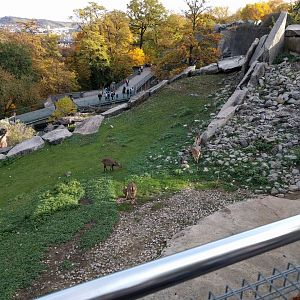 Alpine ibex Enclosure