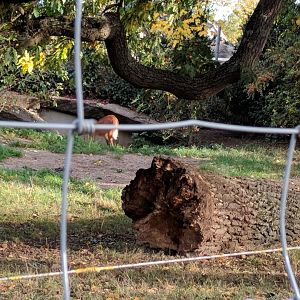 Maned Wolf Enclosure