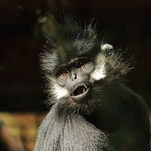 François' langur