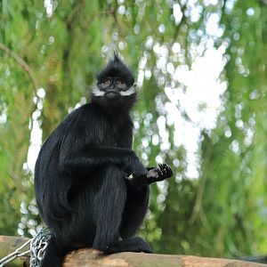 François' langur (July 2020)