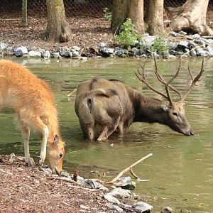 Père David's deer (July 2020)