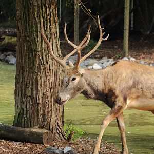 Père David's deer (July 2020)