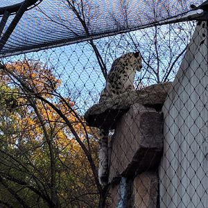 Snow Leopard on top of Viewing shelter