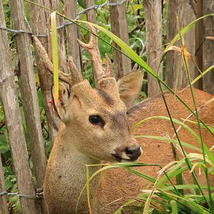 Indian hog deer (July 2020)