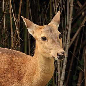 Indian hog deer (July 2020)