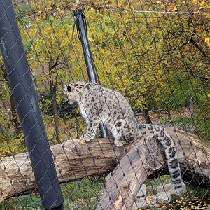 Snow Leopard