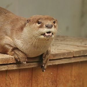 Smooth-coated otter (July 2020)