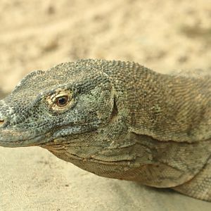 Komodo dragon (July 2020)