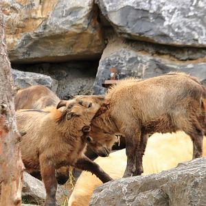 Golden takin (July 2020)