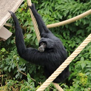 Siamang (July 2020)