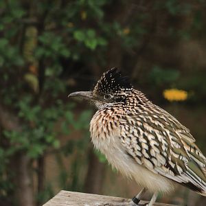 Roadrunner (July 2020)