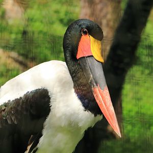 Saddle-billed stork (July 2020)