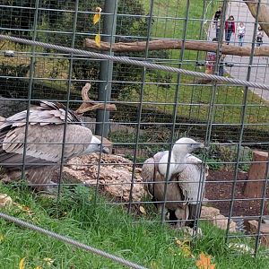 Eurasian Griffin vulture