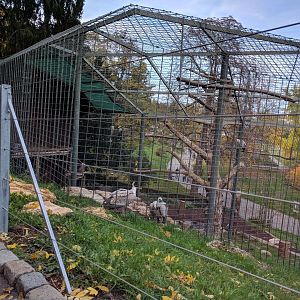 Griffin vulture aviary