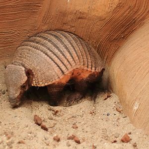 Big hairy armadillo (July 2020)