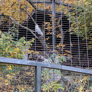 Snowy owl Aviary