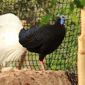 Bulwer's pheasant (July 2020)