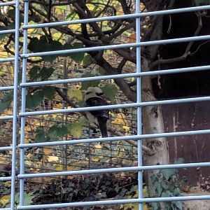 Laughing kokaburra Aviary