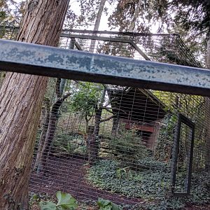 Great Grey owl Aviary