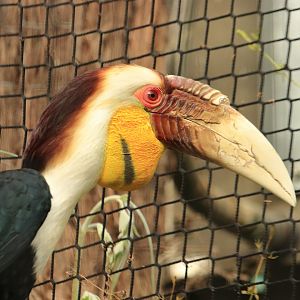Wreathed hornbill (July 2020)