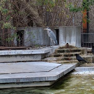 Wild crows and wild Grey heron