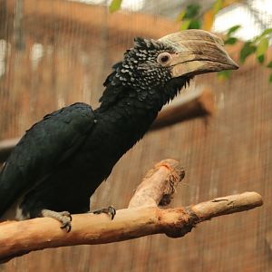 Silvery-cheeked hornbill (July 2020)