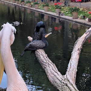 Greater cormorant and pelican