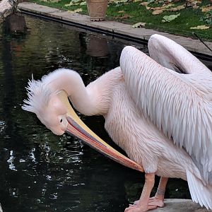 Greater White pelican