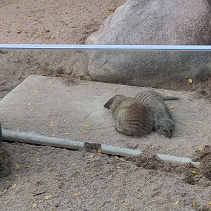 Banded mongooses